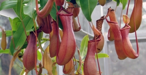 Nepenthes: guida alla coltivazione