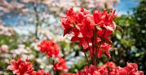 Azalea: guida alla cura e coltivazione