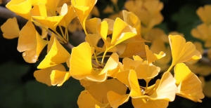 Ginkgo Biloba: cura e benefici della pianta