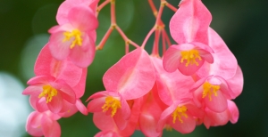 Begonia corallina: cura e coltivazione