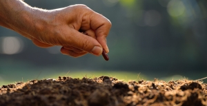 Trattamenti per favorire e facilitare la germinazione dei semi