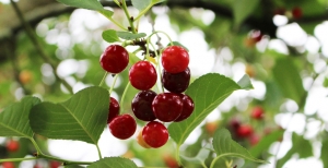 Amarene: differenze con le ciliege e coltivazione