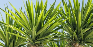 Yucca - Coltivazione e Caratteristiche di questa pianta grassa