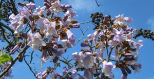 Paulownia: tutto quello che devi sapere