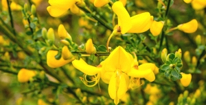 Cytisus: guida alla coltivazione