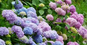 Ortensie - Coltivazione dell'Hydrangea Macrophylla