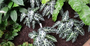 Alocasia: come coltivarla