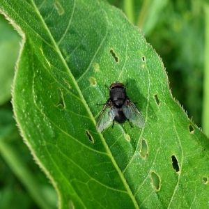 ▷ I Migliori Rimedi Naturali Per Eliminare I Moscerini Neri Dalle Piante