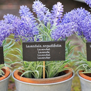 Lavanda Da Coltivare In Giardino Cura E Potatura