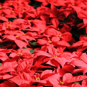 Potatura Stella Di Natale.Stella Di Natale Come Conservarla E Curarla