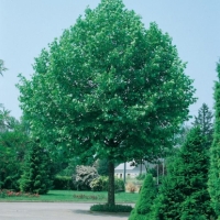 Alberi ornamentali