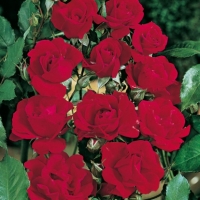 Rosai con fiori a mazzi: polyantha, floribunda e loro ibridi