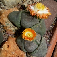 Aizoaceae