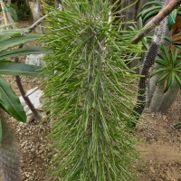 Didiereaceae