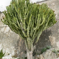 Euphorbiaceae