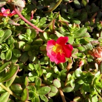 Portulacaceae