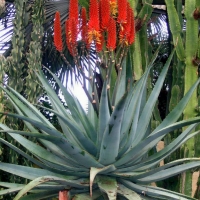 Xanthorrhoeaceae