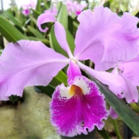 Orchidea Cattleya