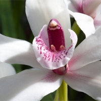 Orchidea Cymbidium