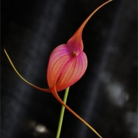 Orchidea Masdevallia