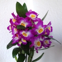 Orchidea Dendrobium