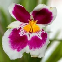 Orchidea Miltonia