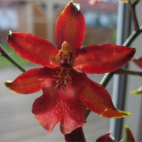 Orchidea Odontoglossum