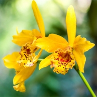 Orchidea Oncidium