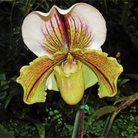 Orchidea Paphiopedilum e Phragmipedium