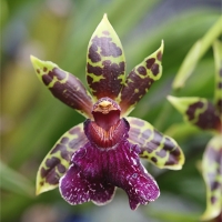 Orchidea Zygopetalum