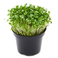 Semi per microgreens