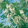 Robinia PSEUDOACACIA