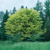 Acer CAPPADOCICUM 'AUREUM'