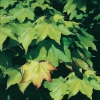 Acer CAPPADOCICUM 'AUREUM' dettaglio fogliame