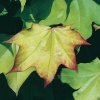 Acer CAPPADOCICUM 'AUREUM' dettaglio foglia