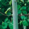 Acer DAVIDII dettaglio albero