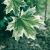 Acer PLATANOIDES 'DRUMMONDII' dettaglio fogliame