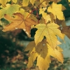 Acer PSEUDOPLATANUS dettaglio foglie in autunno