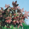 Acer PSEUDOPLATANUS 'PURPURASCENS' dettaglio fogliame