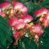 Albizia JULIBRISSIN OMBRELLA® 'BOUBRI' dettaglio fiori