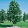 Alnus CORDATA o Ontano Napoletano