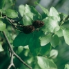 Alnus CORDATA dettaglio albero