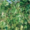 Betula PENDULA 'DALECARLICA' = 'LACINIATA' dettaglio foglie
