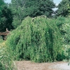 Betula PENDULA 'YOUNGII' (innestata al piede)