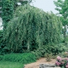 Betula PENDULA 'YOUNGII' (innestata in testa)