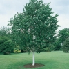 Betula UTILIS JACQUEMONTII