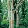 Betula UTILIS JACQUEMONTII dettaglio albero