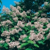 Catalpa BIGNONIOIDES dettaglio fioritura