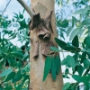 Eucalyptus GUNNII dettaglio corteccia