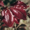 Fagus SYLVATICA 'PURPUREA' dettaglio foglie